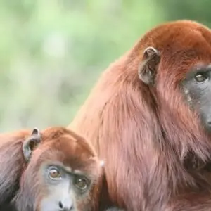 Explore Peru essentials 10 days for 10 days with Gulliver Expeditions and discover unforgettable experiences - Photo 7