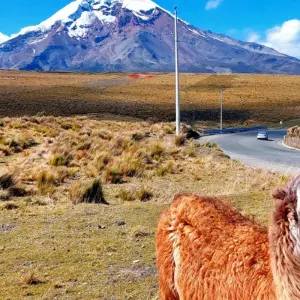 Explore Chimborazo Prince Challenge (Climbing) for 10 days with Gulliver Expeditions and discover unforgettable experiences - Photo 4