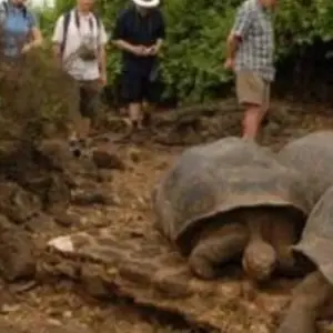 Explore Galapagos complete adventure 3 islands - 10 days for 10 days with Gulliver Expeditions and discover unforgettable experiences - Photo 11