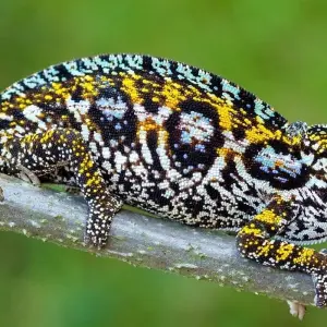 Explore Madagascar Wildlife Safari Tour (Available all year) for 14 days with HT Agency Tours and discover unforgettable experiences - Photo 2