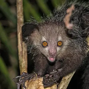 Explore Madagascar Wildlife Safari Tour (Available all year) for 14 days with HT Agency Tours and discover unforgettable experiences - Photo 3