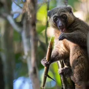 Explore Madagascar Wildlife Safari Tour (Available all year) for 14 days with HT Agency Tours and discover unforgettable experiences - Photo 4