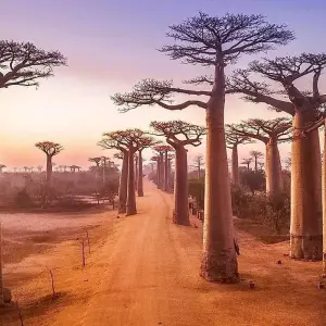 Explore Madagascar Lemurs & Baobabs (Available all year) for 8 days with HT Agency Tours and discover unforgettable experiences - Photo 2