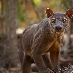 Explore Madagascar Wildlife Safari Tour (Available all year) for 14 days with HT Agency Tours and discover unforgettable experiences - Photo 6