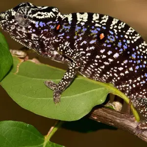 Explore Madagascar Group Safari | Classic tour for 10 days with HT Agency Tours and discover unforgettable experiences - Photo 2