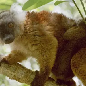 Explore Nosy Be | The perfumed Madagascar Island for 6 days with HT Agency Tours and discover unforgettable experiences - Photo 2