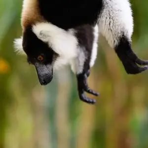 Explore Madagascar Wildlife Safari Tour (Available all year) for 14 days with HT Agency Tours and discover unforgettable experiences - Photo 7