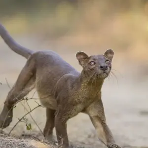 Explore Madagascar Lemurs & Baobabs (Available all year) for 8 days with HT Agency Tours and discover unforgettable experiences - Photo 3