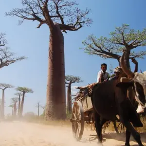 Explore Madagascar | Discovering the wonders of the east, the west and the south for 10 days with HT Agency Tours and discover unforgettable experiences - Photo 2