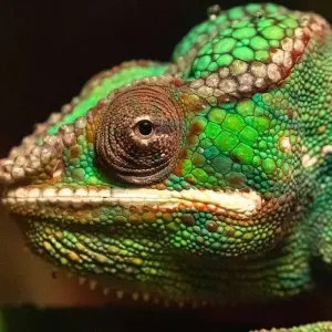 Explore Madagascar Group Safari | Classic tour for 10 days with HT Agency Tours and discover unforgettable experiences - Photo 4