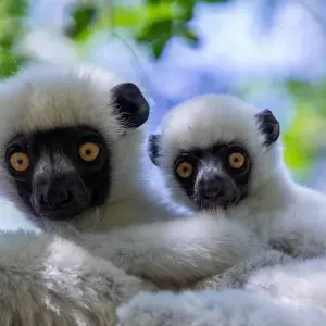 Explore Madagascar Group Safari | Classic tour for 10 days with HT Agency Tours and discover unforgettable experiences - Photo 5