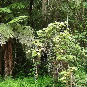 Explore Madagascar | Discovering the wonders of the east, the west and the south for 10 days with HT Agency Tours and discover unforgettable experiences - Photo 4