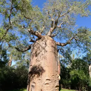 Explore Madagascar Group Safari | Classic tour for 10 days with HT Agency Tours and discover unforgettable experiences - Photo 6