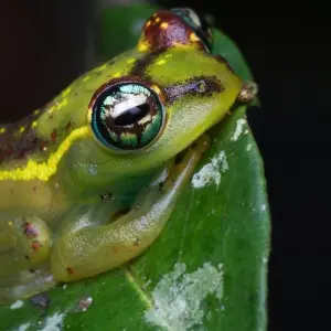 Explore Perinet - Pangalane for 5 days with HT Agency Tours and discover unforgettable experiences - Photo 2