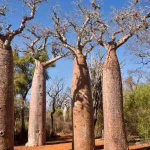 Explore Madagascar Group Safari | Classic tour for 10 days with HT Agency Tours and discover unforgettable experiences - Photo 7