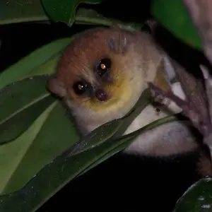 Explore Madagascar | Discovering the wonders of the east, the west and the south for 10 days with HT Agency Tours and discover unforgettable experiences - Photo 6