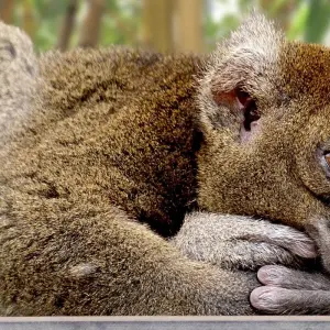 Explore Perinet - Pangalane for 5 days with HT Agency Tours and discover unforgettable experiences - Photo 3