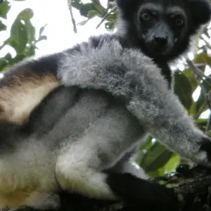 Explore Madagascar Group Safari | Classic tour for 10 days with HT Agency Tours and discover unforgettable experiences - Photo 8