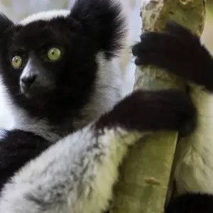 Explore Madagascar Group Safari | Classic tour for 10 days with HT Agency Tours and discover unforgettable experiences - Photo 9