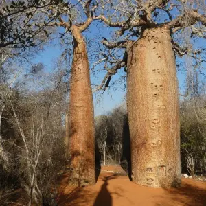 Explore Madagascar Great tour packages - ideal for senior over 50s for 15 days with HT Agency Tours and discover unforgettable experiences - Photo 3