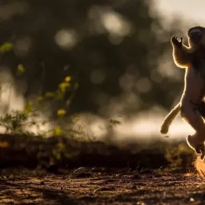 Explore Madagascar Group Safari | Classic tour for 10 days with HT Agency Tours and discover unforgettable experiences - Photo 10