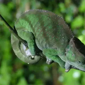 Explore Madagascar Great tour packages - ideal for senior over 50s for 15 days with HT Agency Tours and discover unforgettable experiences - Photo 4