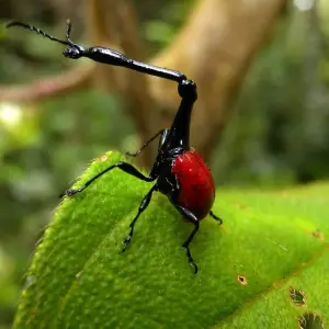 Explore 18 days Madagascar Expedition group tour departure 2025 (especially for senior traveler) for 18 days with HT Agency Tours and discover unforgettable experiences - Photo 3