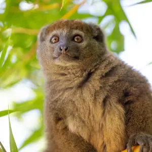 Explore Madagascar Group Safari | Classic tour for 10 days with HT Agency Tours and discover unforgettable experiences - Photo 11