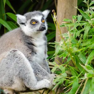 Explore Perinet - Pangalane for 5 days with HT Agency Tours and discover unforgettable experiences - Photo 6