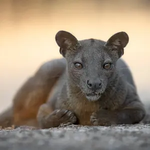 Explore 18 days Madagascar Expedition group tour departure 2025 (especially for senior traveler) for 18 days with HT Agency Tours and discover unforgettable experiences - Photo 4