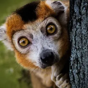 Explore Madagascar Great tour packages - ideal for senior over 50s for 15 days with HT Agency Tours and discover unforgettable experiences - Photo 7