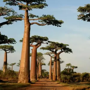 Explore 18 days Madagascar Expedition group tour departure 2025 (especially for senior traveler) for 18 days with HT Agency Tours and discover unforgettable experiences - Photo 6