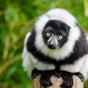 Explore Madagascar Great tour packages - ideal for senior over 50s for 15 days with HT Agency Tours and discover unforgettable experiences - Photo 8