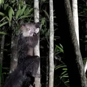 Explore 18 days Madagascar Expedition group tour departure 2025 (especially for senior traveler) for 18 days with HT Agency Tours and discover unforgettable experiences - Photo 7