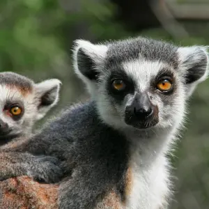 Explore Madagascar Great tour packages - ideal for senior over 50s for 15 days with HT Agency Tours and discover unforgettable experiences - Photo 9