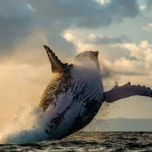 Explore 18 days Madagascar Expedition group tour departure 2025 (especially for senior traveler) for 18 days with HT Agency Tours and discover unforgettable experiences - Photo 11