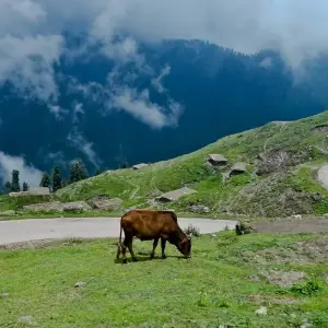Explore Kashmir Valley Tour for 3 days with Gypsy Traces and Tours and discover unforgettable experiences - Photo 4