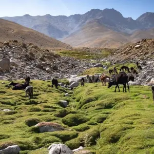 Explore Pamir Highway Tour: Discover Tajikistan’s Majestic Landscapes for 15 days with Gypsy Traces and Tours and discover unforgettable experiences - Photo 3