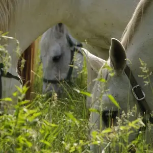 Explore Best of Slovenia Tour for 11 days with Helia Travel Agency and discover unforgettable experiences - Photo 6