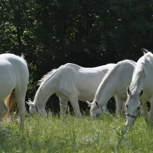 Explore Emerald Tour of Slovenia for 8 days with Helia Travel Agency and discover unforgettable experiences - Photo 7