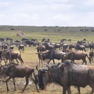 Explore 10 Days Tanzania Great Wildebeest Migration Mara River cross Safari. for 10 days with Hazzes Adventure and discover unforgettable experiences - Photo 2