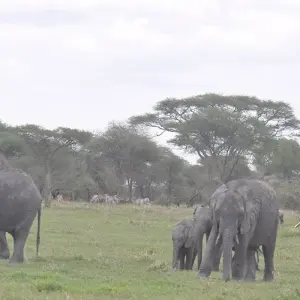 Explore Tanzania Experience Camping Safari for 7 days with Hazzes Adventure and discover unforgettable experiences - Photo 2