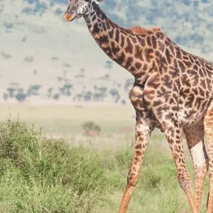 Explore 5 Days Kenya Wildlife Safari for 5 days with Hazzes Adventure and discover unforgettable experiences - Photo 2