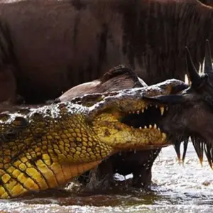 Explore 10 Days Tanzania Great Wildebeest Migration Mara River cross Safari. for 10 days with Hazzes Adventure and discover unforgettable experiences - Photo 3