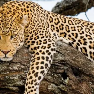 Explore Tanzania Experience Camping Safari for 7 days with Hazzes Adventure and discover unforgettable experiences - Photo 3