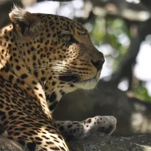 Explore 5 Days Kenya Wildlife Safari for 5 days with Hazzes Adventure and discover unforgettable experiences - Photo 3