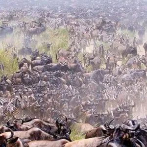 Explore 10 Days Tanzania Great Wildebeest Migration Mara River cross Safari. for 10 days with Hazzes Adventure and discover unforgettable experiences - Photo 4