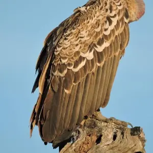 Explore Tanzania Experience Camping Safari for 7 days with Hazzes Adventure and discover unforgettable experiences - Photo 4