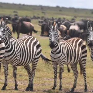 Explore 5 Days Kenya Wildlife Safari for 5 days with Hazzes Adventure and discover unforgettable experiences - Photo 4