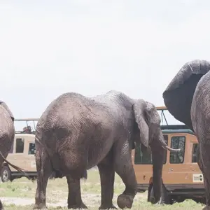 Explore 10 Days Tanzania Great Wildebeest Migration Mara River cross Safari. for 10 days with Hazzes Adventure and discover unforgettable experiences - Photo 5